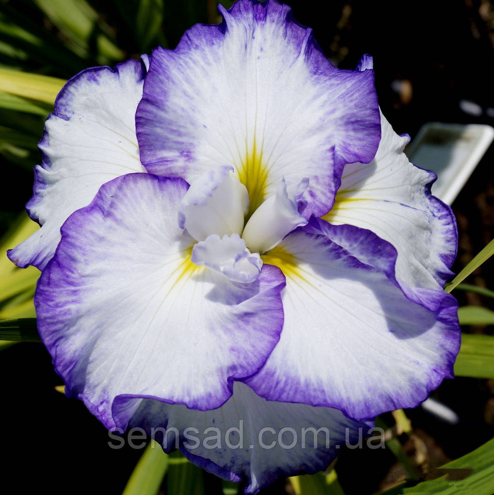 Ірис мечевидний Лайт Айт Давн (саджанці-коріння)