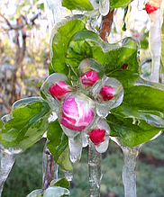 Як боротися з весняними заморозками