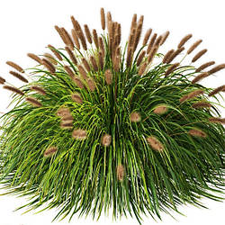 Пеннісетум