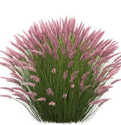 Просо - Молінія - Вейнік