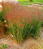 Просо прутоподібне Варріор ( саджанці 1.5л ), фото 3