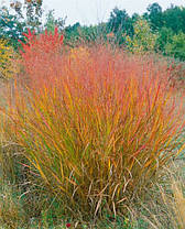 Просо прутоподібне Варріор ( саджанці 1.5л ), фото 5