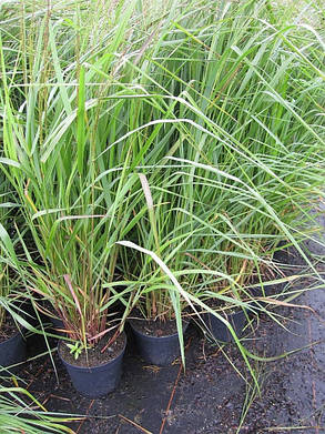 Просо прутоподібне Прейрі Скай ( саджанці 1.5л ), фото 2