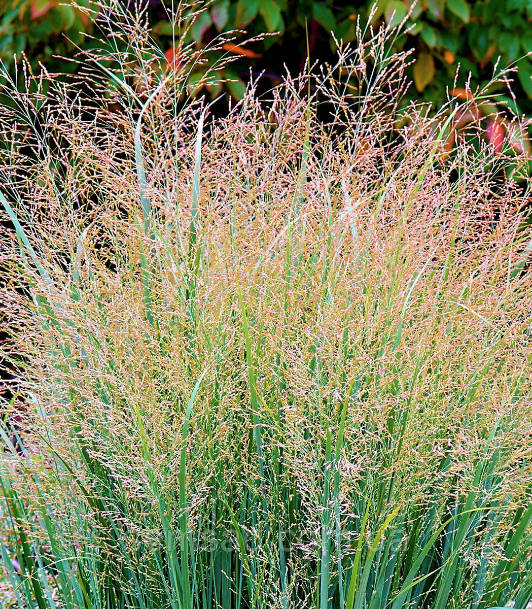 Просо прутоподібне Прейрі Скай ( саджанці 1.5л )