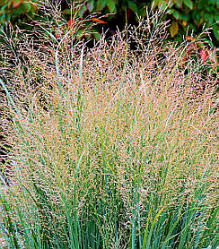 Просо прутоподібне Прейрі Скай ( саджанці 1.5л )