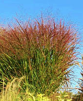 Просо прутоподібне Варріор ( саджанці 1.5л ), фото 2