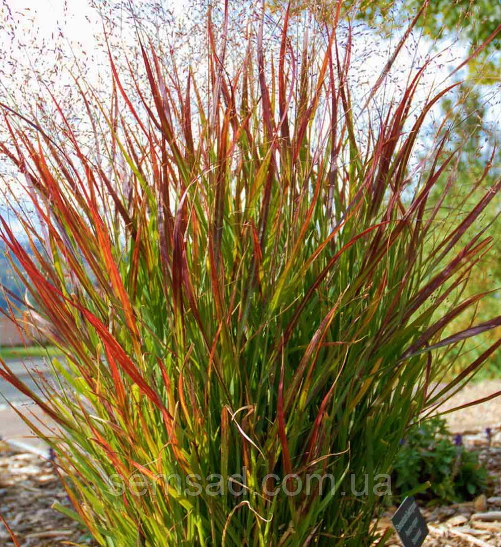 Просо прутоподібне Шенандоа ( саджанці 1.5л )