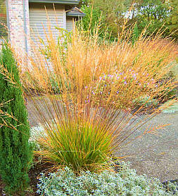 Молінія голуба Мунфлейм ( саджанці р9 )