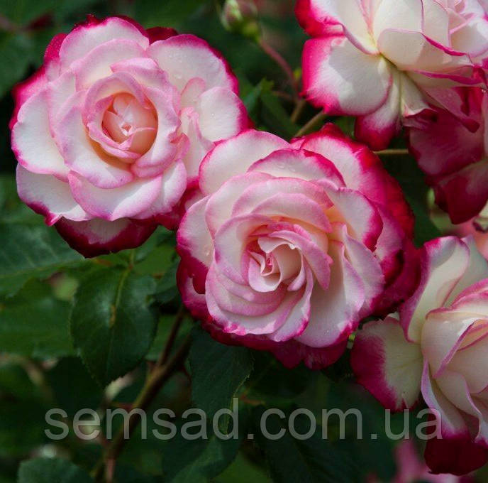 Троянда на штамбі Прінц де Монако (саджанці 2 роки h120 - 130см )