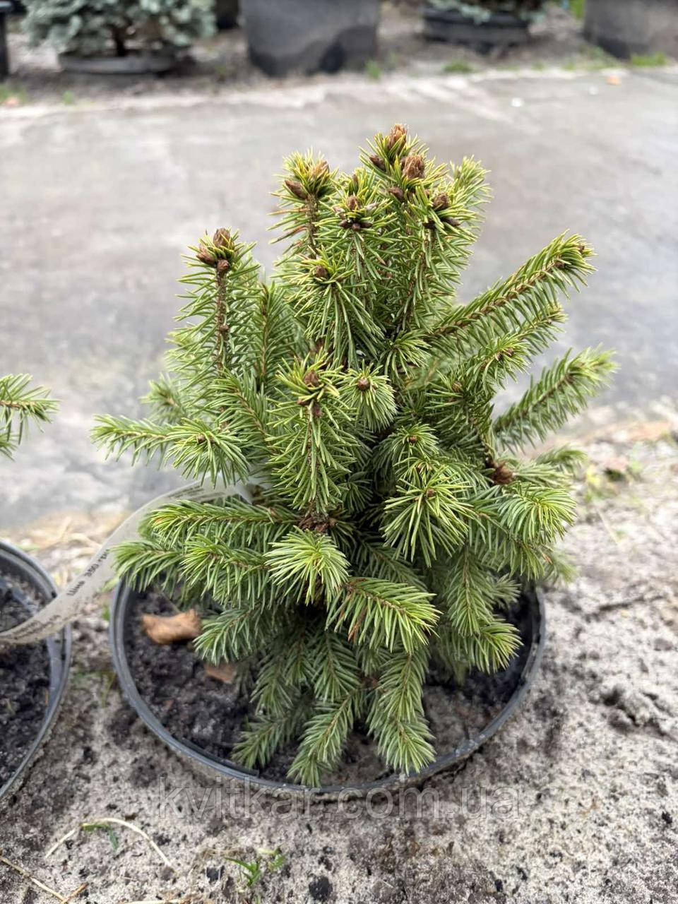 Ялина Вілсона с 5, фото 1