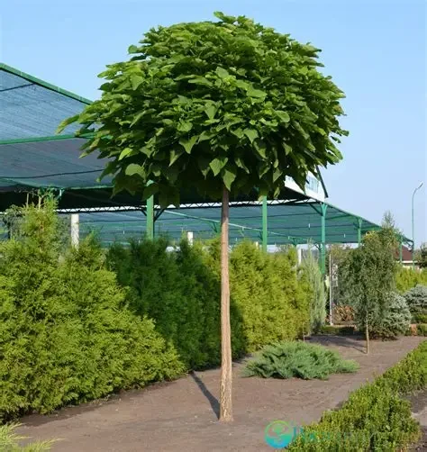 Катальпа бігнонієвидна Нана Штамб C25 12-14_КР, фото 1