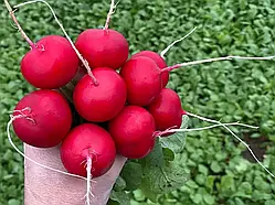 Редис Аутелла F1 Autella F1 насіння 50 000 шт 3,4-3,6мм Hazera Хазера Hazera Насіння