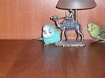 Наші Виставкові папуги ЧЕХІ. 20