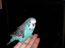 Наші Виставкові папуги ЧЕХІ. 21