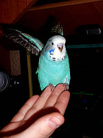 Наші Виставкові папуги ЧЕХІ. 22