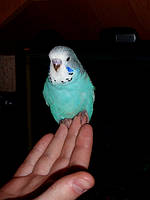 Наші Виставкові папуги ЧЕХІ. 23