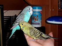 Наші Виставкові папуги ЧЕХІ. 25