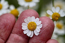 Feverfew: піретрум дівочий і його корисні властивості