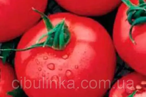 Томат Галактика 100 шт (зіп-пакет), фото 1