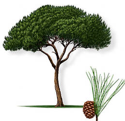 Сосна - Ялиця