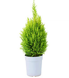 Кипарисовики