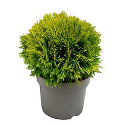 Туя карликова кулькоподібна