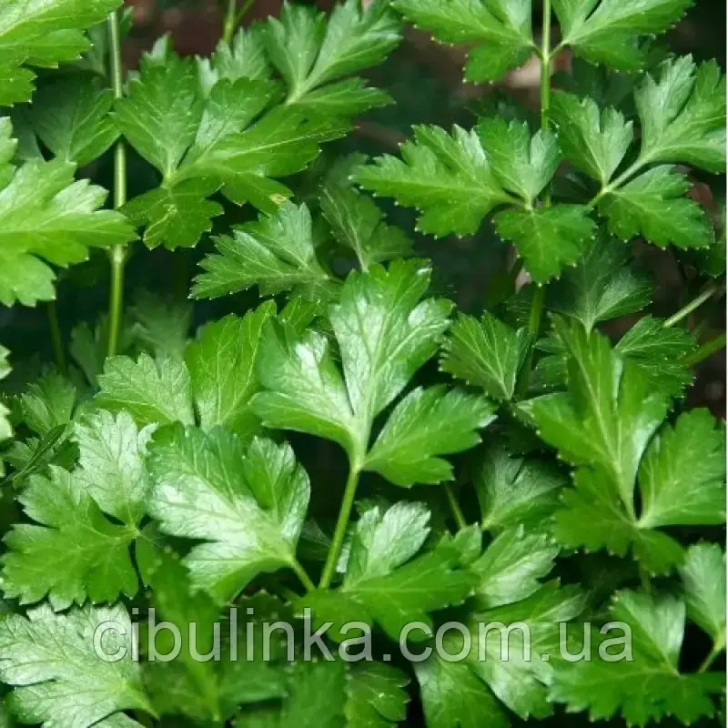 Петрушка листова Гигантелла 20 г, фото 1