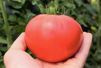 Томат ТЕХ 2721 F1 50 насінин