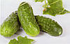 Огірок Октопус F1 100 насінин, фото 2