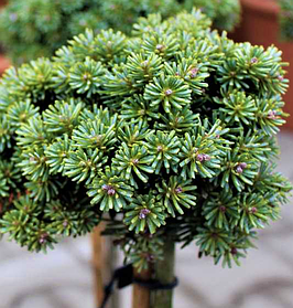 Ялиця корейська Блауер Ескимо ( саджанці 2 роки штамб 40см )