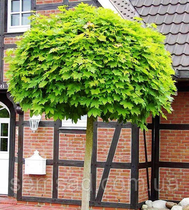 Клен гострол. "Глобозум" (саджанці 2 роки Штамб .120 - 150 см ЗКС)