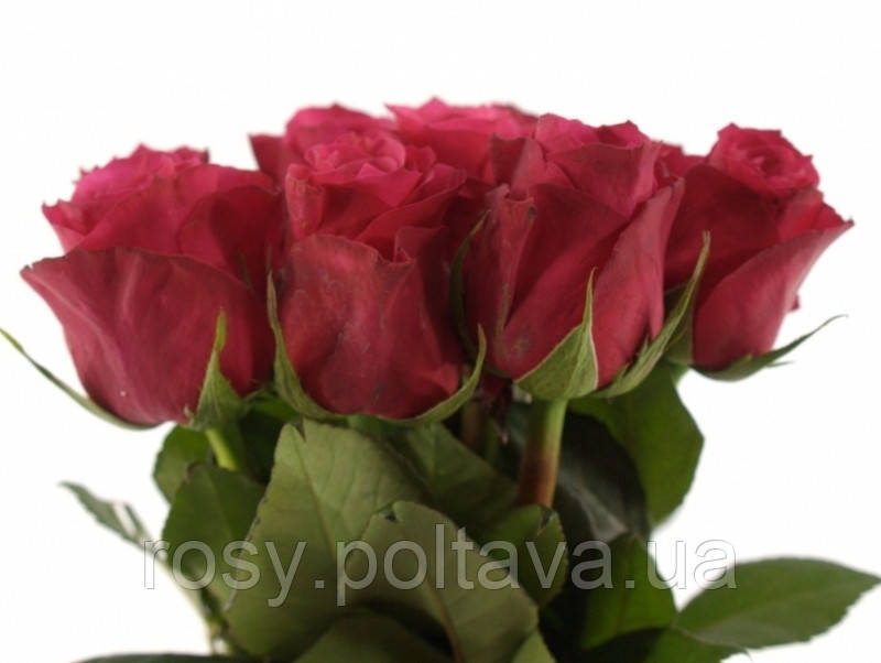 Черрі Лав (Cherry Love), фото 1