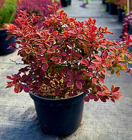 Барбарис Тунберга Адмирейшен ( саджанці 3 роки С1.5л )