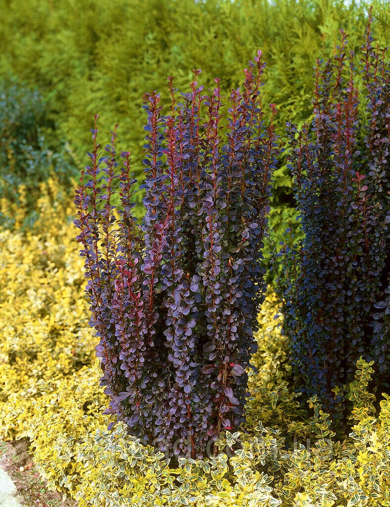 Барбарис тунберга Ред Пілар ( саджанці 3 роки)