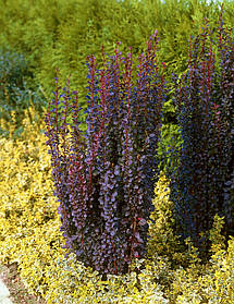 Барбарис тунберга Ред Пілар ( саджанці 3 роки)