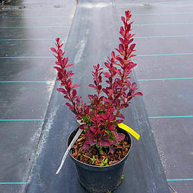 Барбарис тунберга Ред Рокет ( саджанці 3 роки)