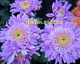 Хризантема корейська МЕТЕОРІТ, фото 5