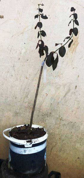 Бересклет (бруслина) темнозелений крунолистний на штамбі. 5л контейнер., фото 1