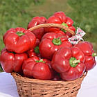 Перець солодкий Біхар F1 Lark Seeds/США 8 шт, фото 3