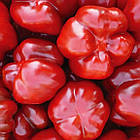 Перець солодкий Біхар F1 Lark Seeds/США 8 шт, фото 4