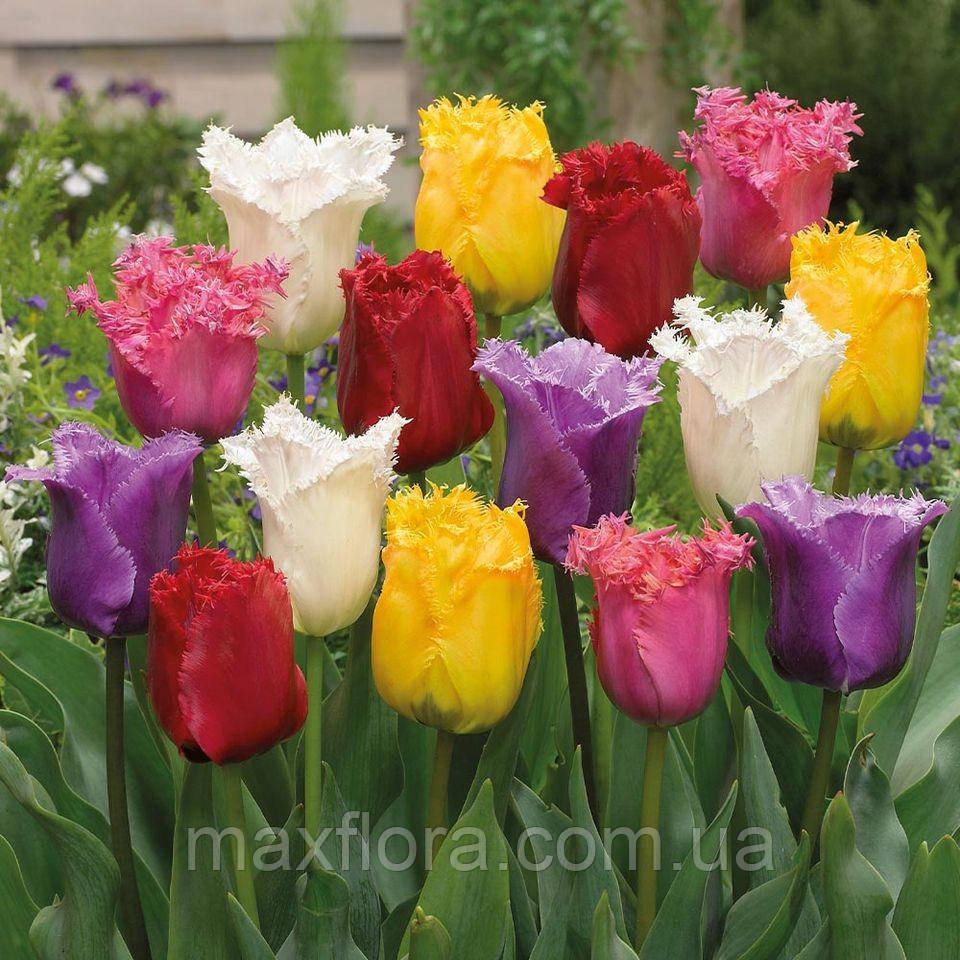 Бахромчаті тюльпани мікс, 15шт, фото 1