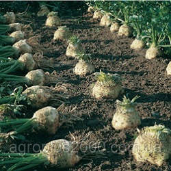 Насіння Селера коренева Діамант 1000 насінин Bejo Zaden