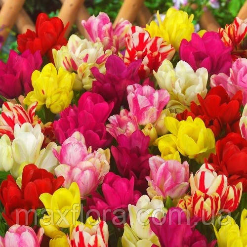 Багатоквіткові тюльпани мікс, 10шт, фото 1