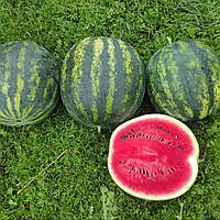 Кавун INX Зоря F1 Іннова Сідс | Innova Seeds 100 н