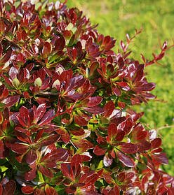 Барбарис медіа Ред Джевел ( саджанці 3 роки)