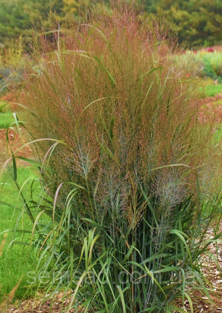 Просо прутоподібне Варріор ( саджанці 1.5л )