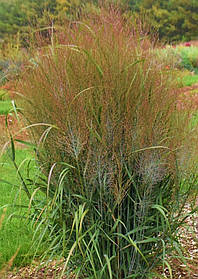 Просо прутоподібне Варріор ( саджанці 1.5л )