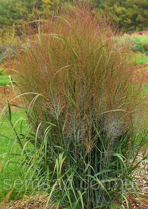 Просо прутоподібне Варріор ( саджанці 1.5л ), фото 1