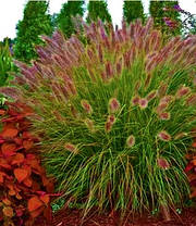 Пеннісетум Ред Харт (саджанці 1.5л ), фото 2