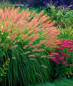 Пеннісетум Ред Харт (саджанці 1.5л )